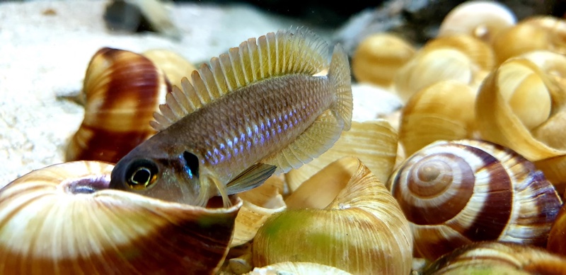 Lamprologus ocellatus 'Isanga Bay'